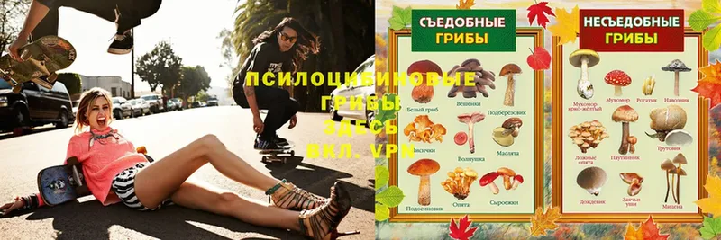 darknet клад  Тавда  Псилоцибиновые грибы MAGIC MUSHROOMS  MEGA как войти 